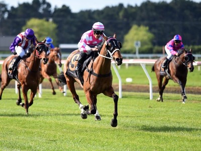 The Gr.3 Pukekohe Traders Counties Cup won by Sacred Falls Image 1